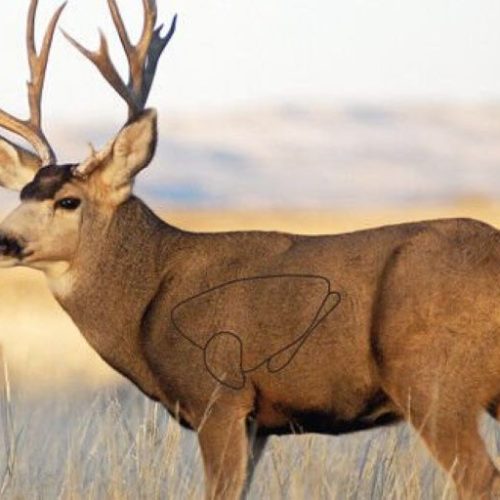 EZE-SCORER TARGETS - MULE DEER TARGET 