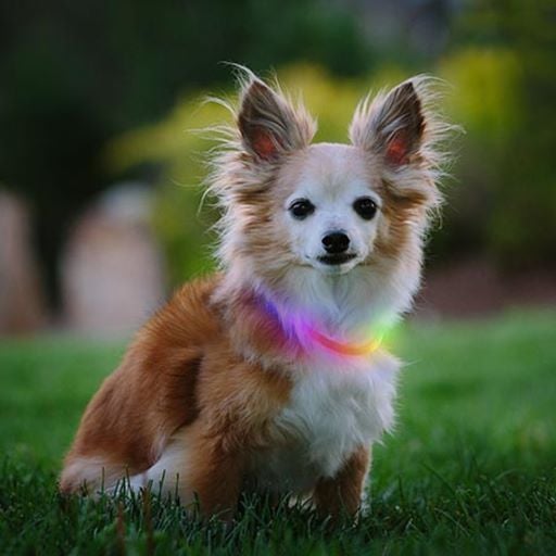 NITE IZE NITEHOWL MINI RECHARGEABLE LED SAFETY NECKLACE 