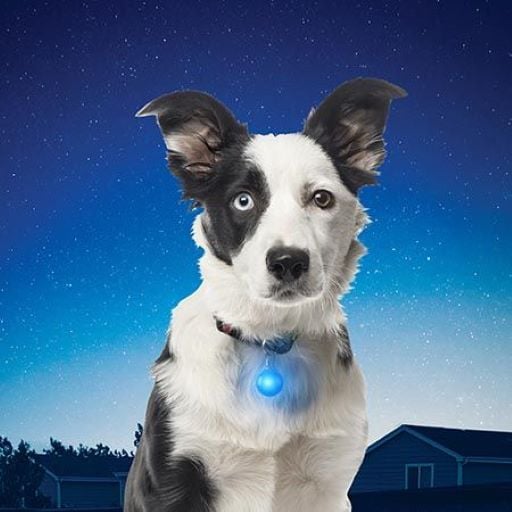 NITE IZE SPOTLIT COLLAR LIGHT 